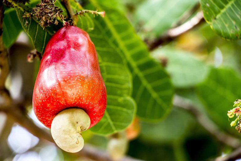 The Cashew Fruit: Unveiling Its Nutritional Benefits