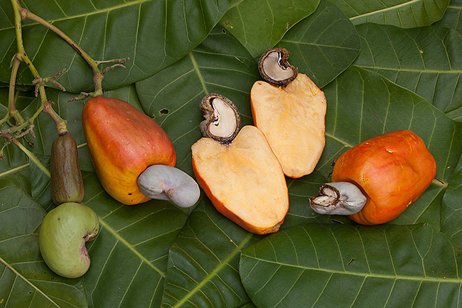 The Cashew Fruit: Unveiling Its Nutritional Benefits