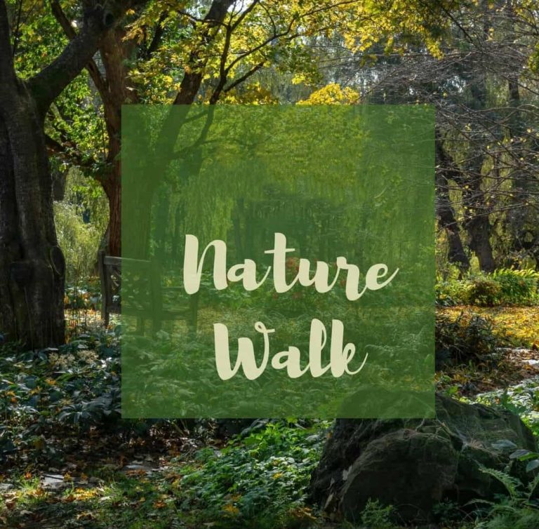 Nature Walks: Embracing Serenity Through Nature Exploration