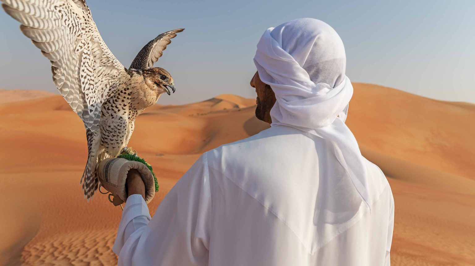 Falconry Shows: Dubai's Ancient Tradition in Action