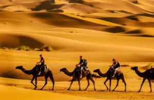 Explore the Exciting Desert of Dubai with Camel Riding!